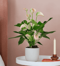 Peach Anthurium & Pot