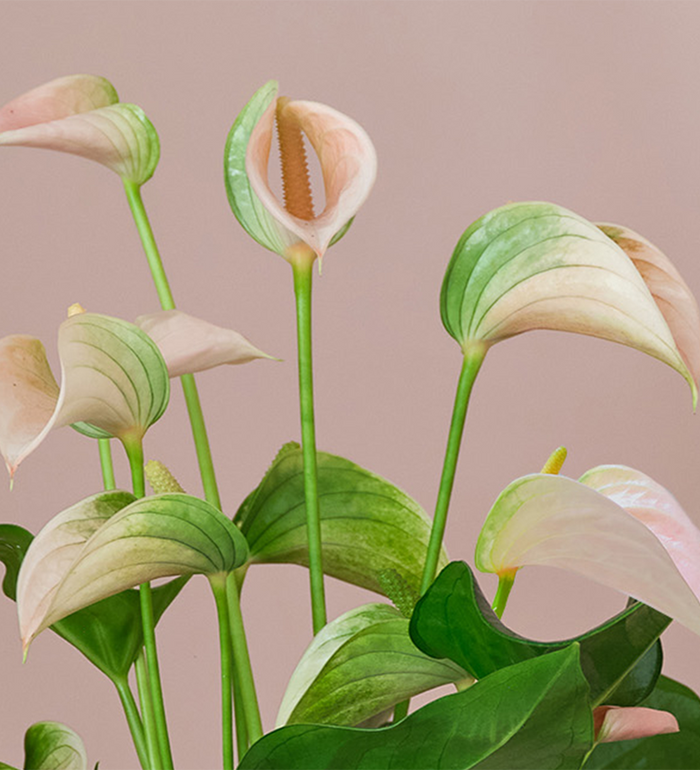 Peach Anthurium & Pot