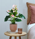 Peach Anthurium