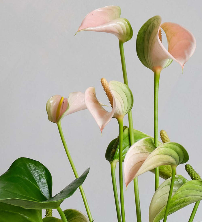 Peach Anthurium