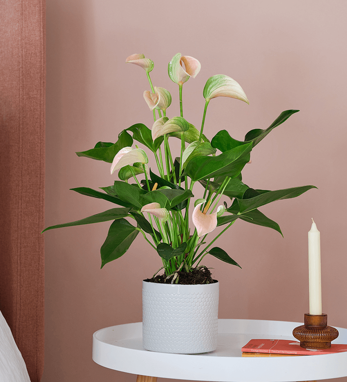 Peach Anthurium
