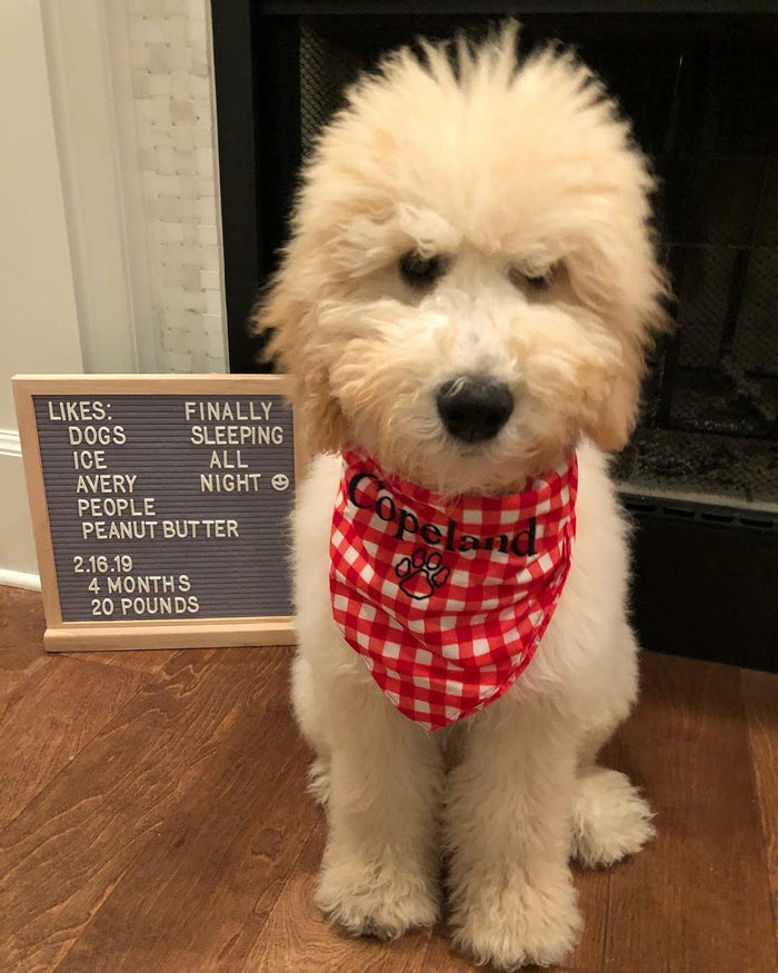 Pet Bandannas