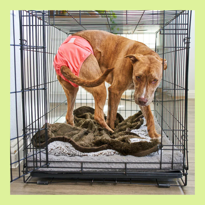 Pet Parents Washable Diapers 2pk Princess XS