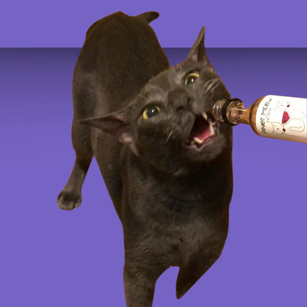 Pet Wine Shop Pinot Meow