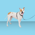 Petsafe 3-in-1 Harness M Black