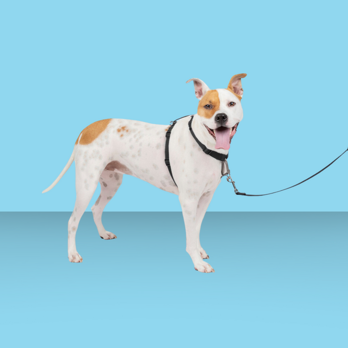 Petsafe 3-in-1 Harness M Black
