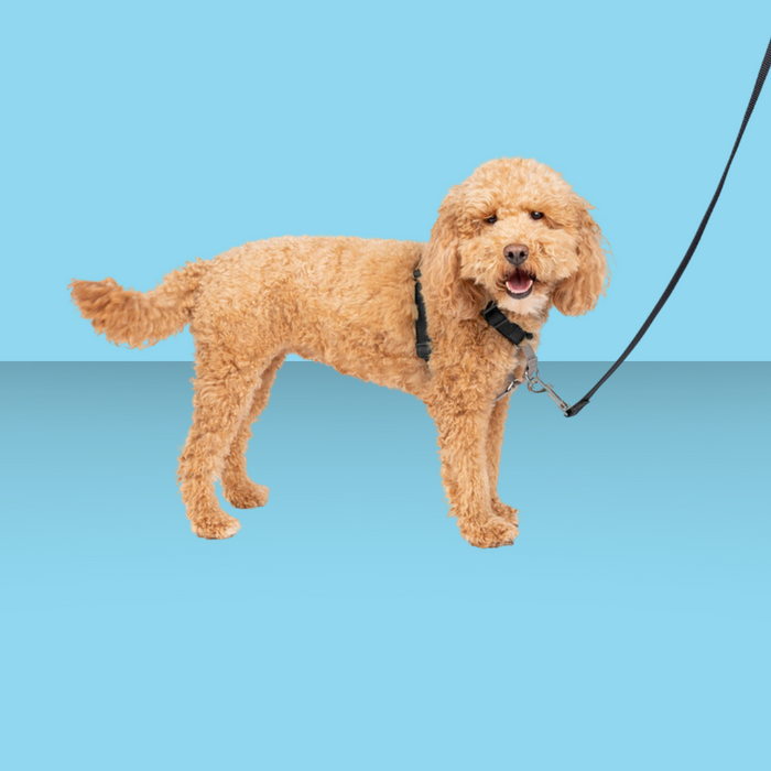 Petsafe 3-in-1 Harness S Black
