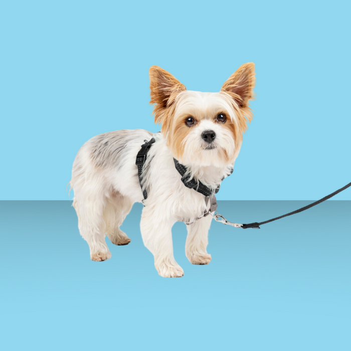 Petsafe 3-in-1 Harness XS Black