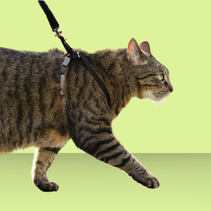 Petsafe Come With Me Kitty Harness L Black