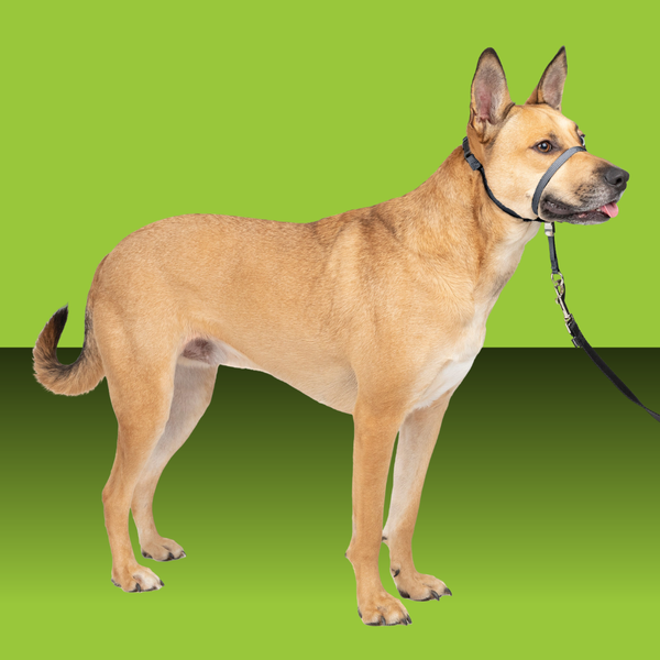 Petsafe Gentle Leader Head Collar L
