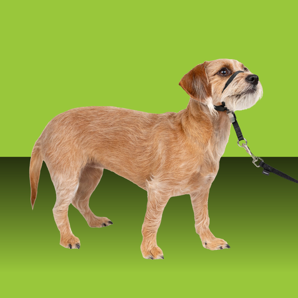 Petsafe Gentle Leader Head Collar M