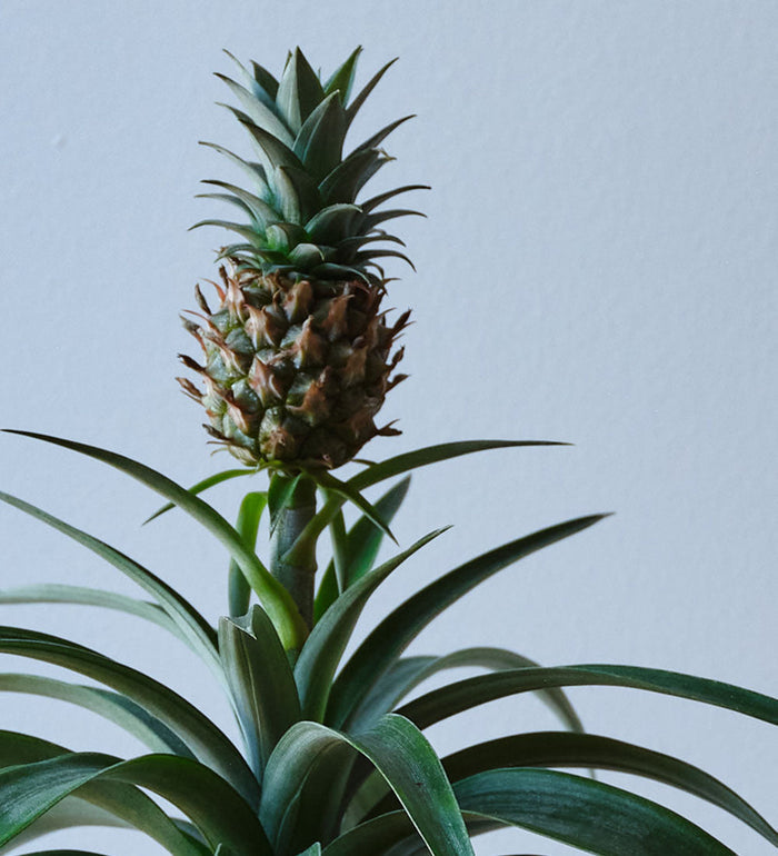 Pineapple Plant & Pot