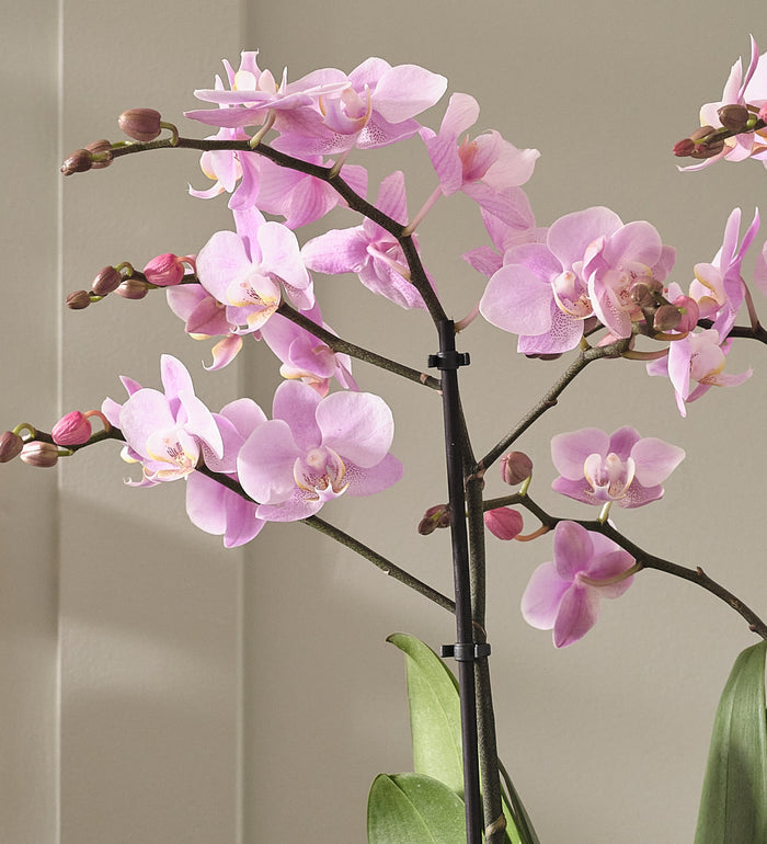 Pink Orchid & Pot
