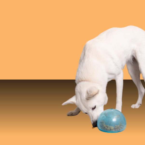 Planet Dog Snoop Blue