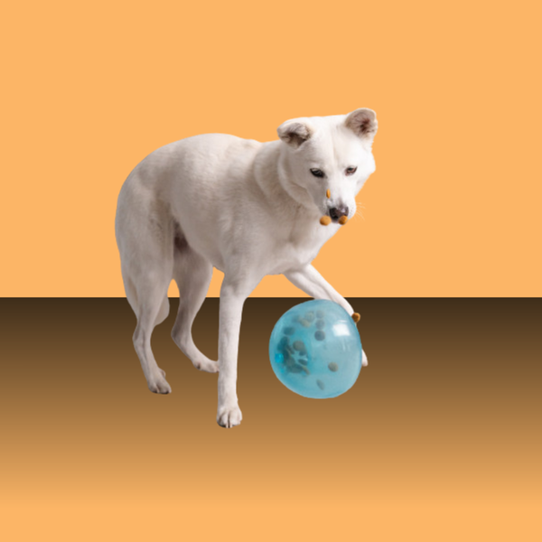 Planet Dog Snoop Blue