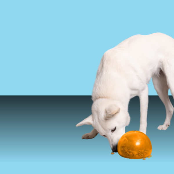Planet Dog Snoop Orange