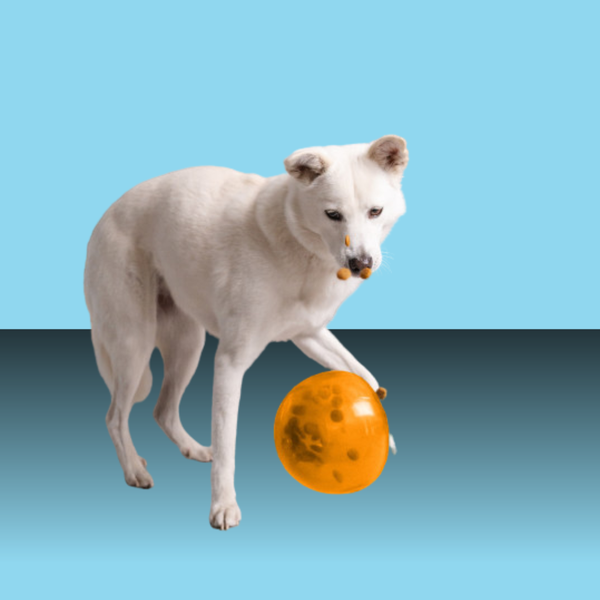 Planet Dog Snoop Orange