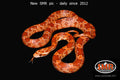 Pos-het Bloodred 21" Female for sale by South Mountain Reptiles