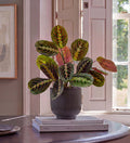 Prayer Plant in Ceramic Pot