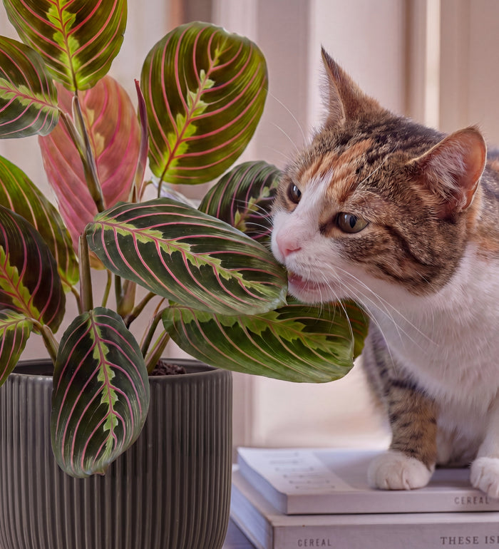 Prayer Plant in Ceramic Pot