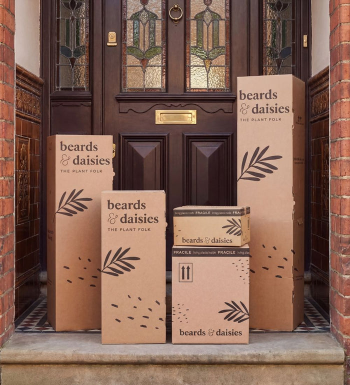Prayer Plant in Ceramic Pot