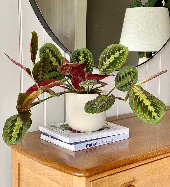 Prayer Plant & Pot