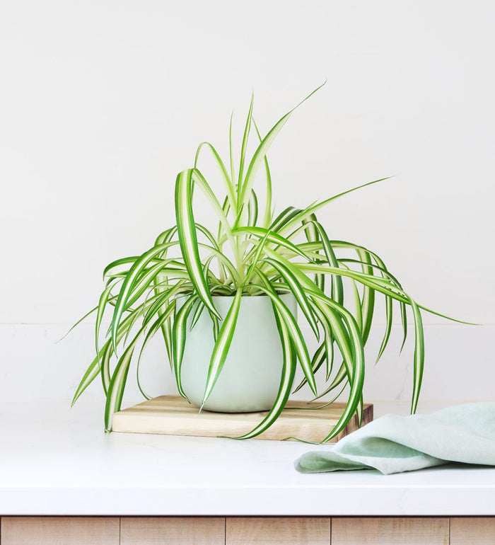 Propagation Bundle