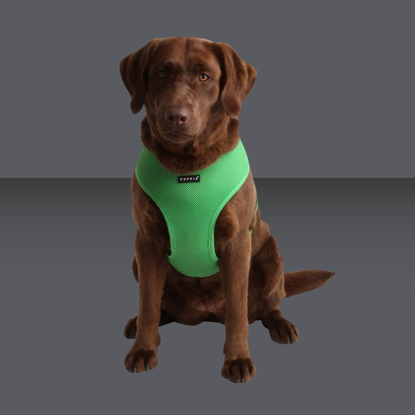 Puppia Harness Green S