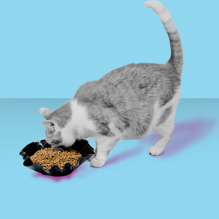 Rawbble Cat Digestive Chicken 10#