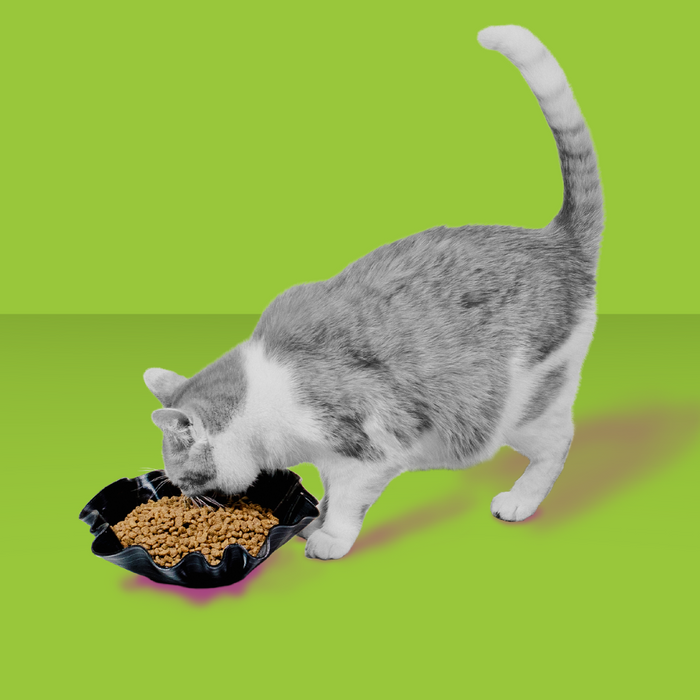 Rawbble Cat Indoor Chicken & Salmon 3#