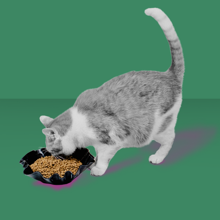 Rawbble Cat Salmon 3#