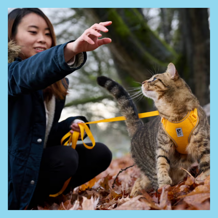 RC Pet Adventure Kitty Harness Marigold S