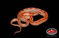 Red Factor Motley 18" Male for sale by South Mountain Reptiles