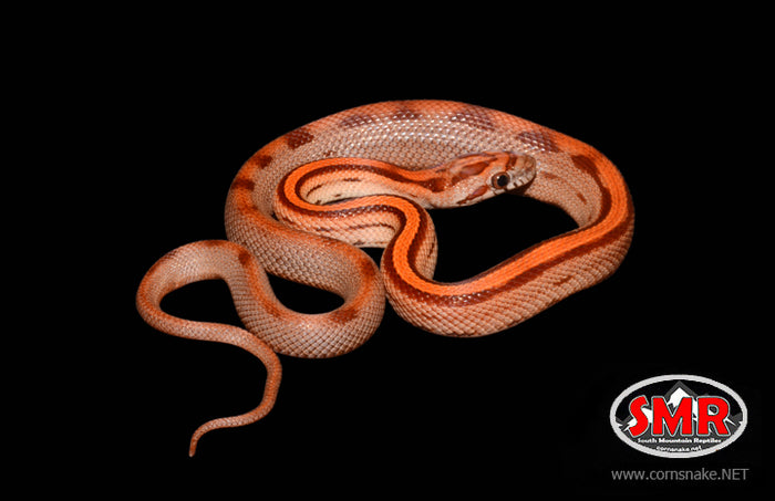 Red Factor Motley 18" Male for sale by South Mountain Reptiles