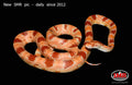 Reverse Okeetee 29" male for sale by South Mountain Reptiles