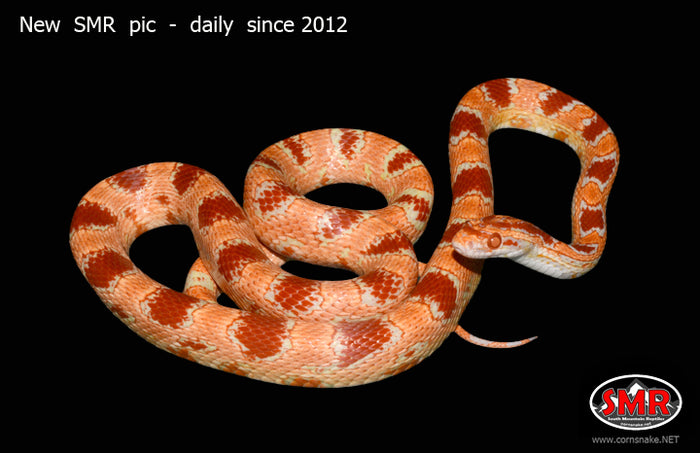 Reverse Okeetee 29" male for sale by South Mountain Reptiles