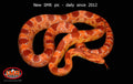 Reverse Okeetee 30" Male for sale by South Mountain Reptiles