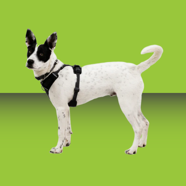 Ruffwear Front Range Flex Harness Basalt Gray XXS