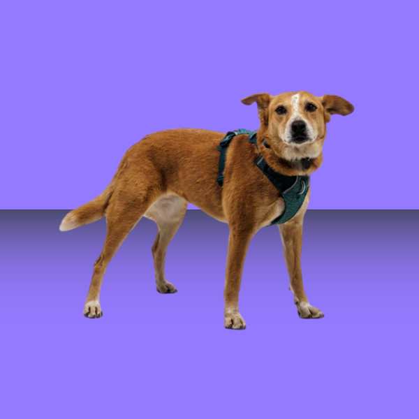 Ruffwear Front Range Flex Harness Deep Teal XXS