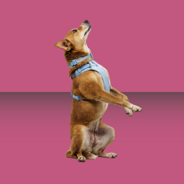 Ruffwear Front Range Flex Harness Polar Blue S