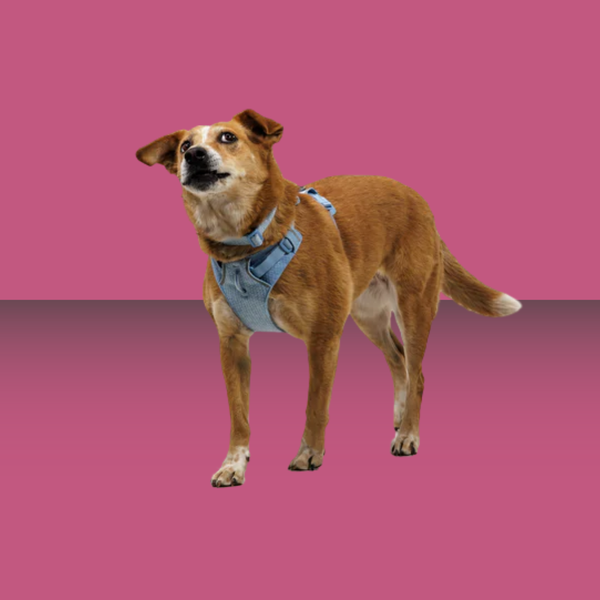 Ruffwear Front Range Flex Harness Polar Blue XS