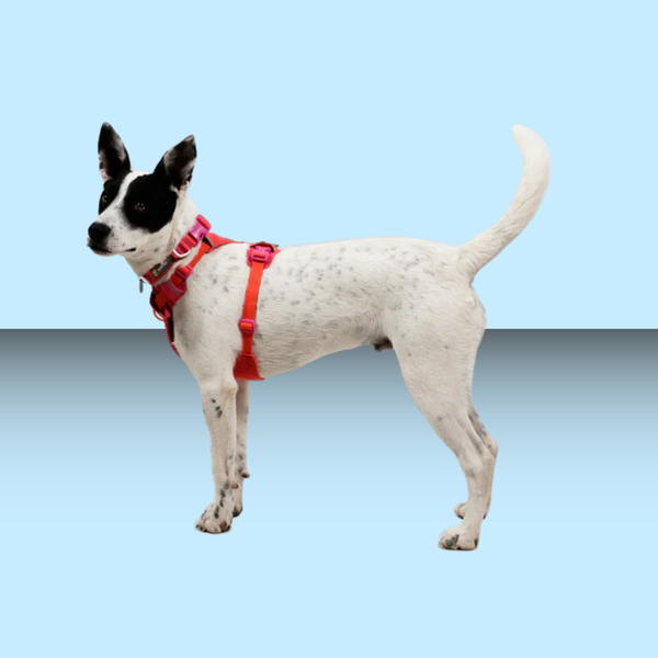 Ruffwear Front Range Flex Harness Rose Violet L/XL