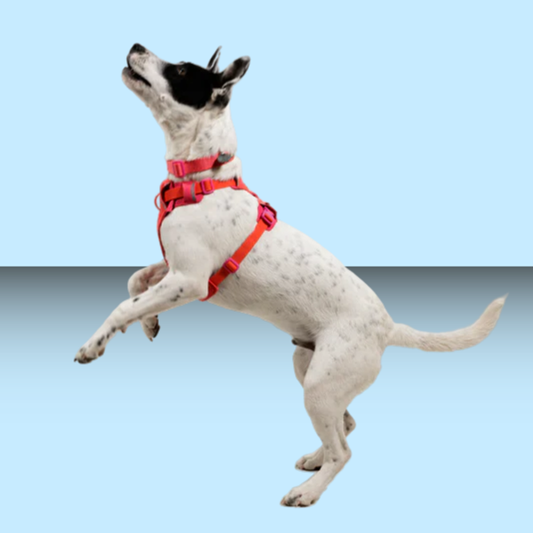 Ruffwear Front Range Flex Harness Rose Violet S