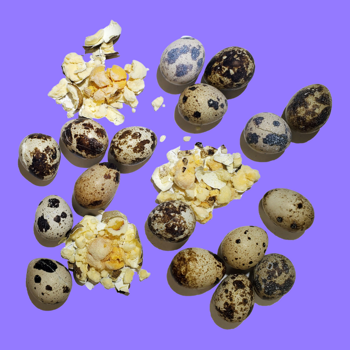 Savage Cat FD Quail Eggs 2.75oz