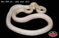 Snow Tessera 32" Female for sale by South Mountain Reptiles
