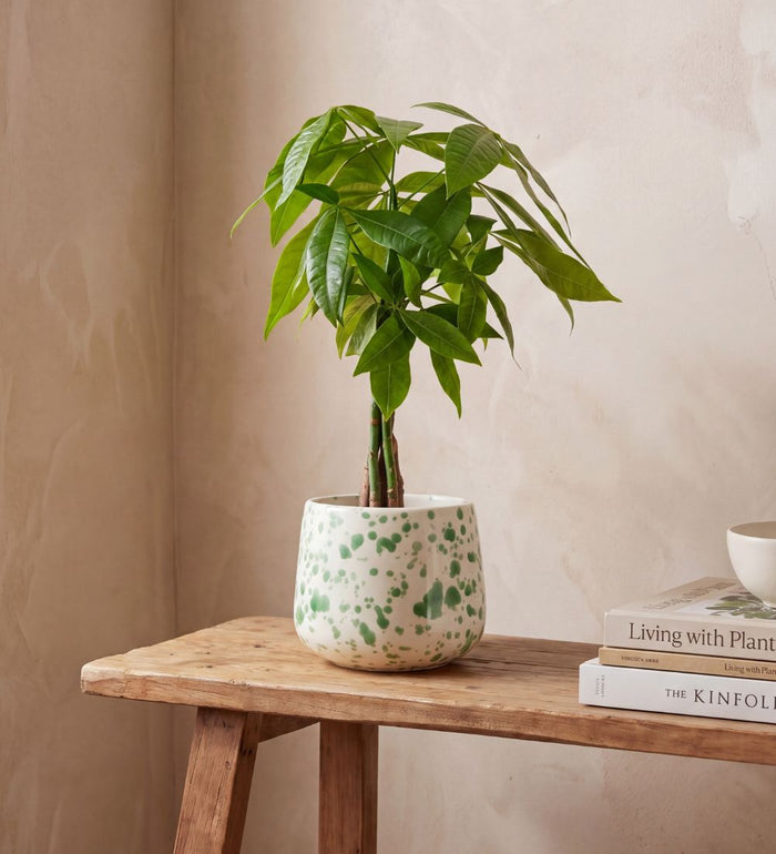 Splatter Pot x Hot Pottery