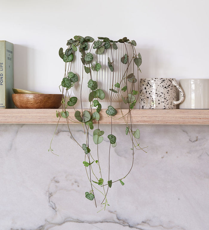 String Of Hearts & Pot