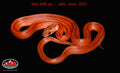 Striped Bloodred 17" female for sale by South Mountain Reptiles