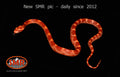 Sunglow Motley 11" female for sale by South Mountain Reptiles
