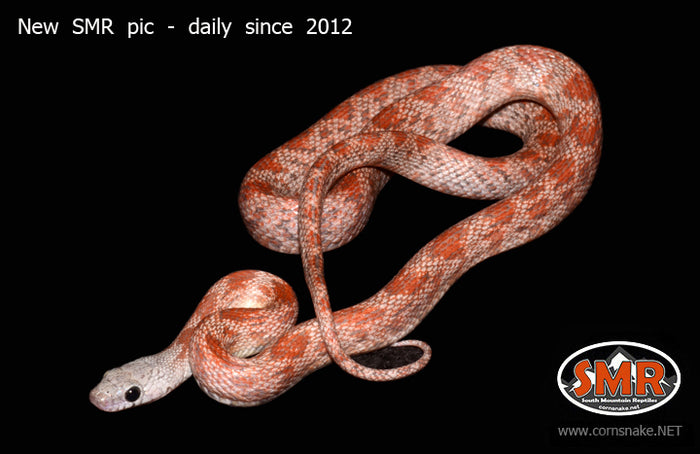 Sunkissed 26" male for sale by South Mountain Reptiles